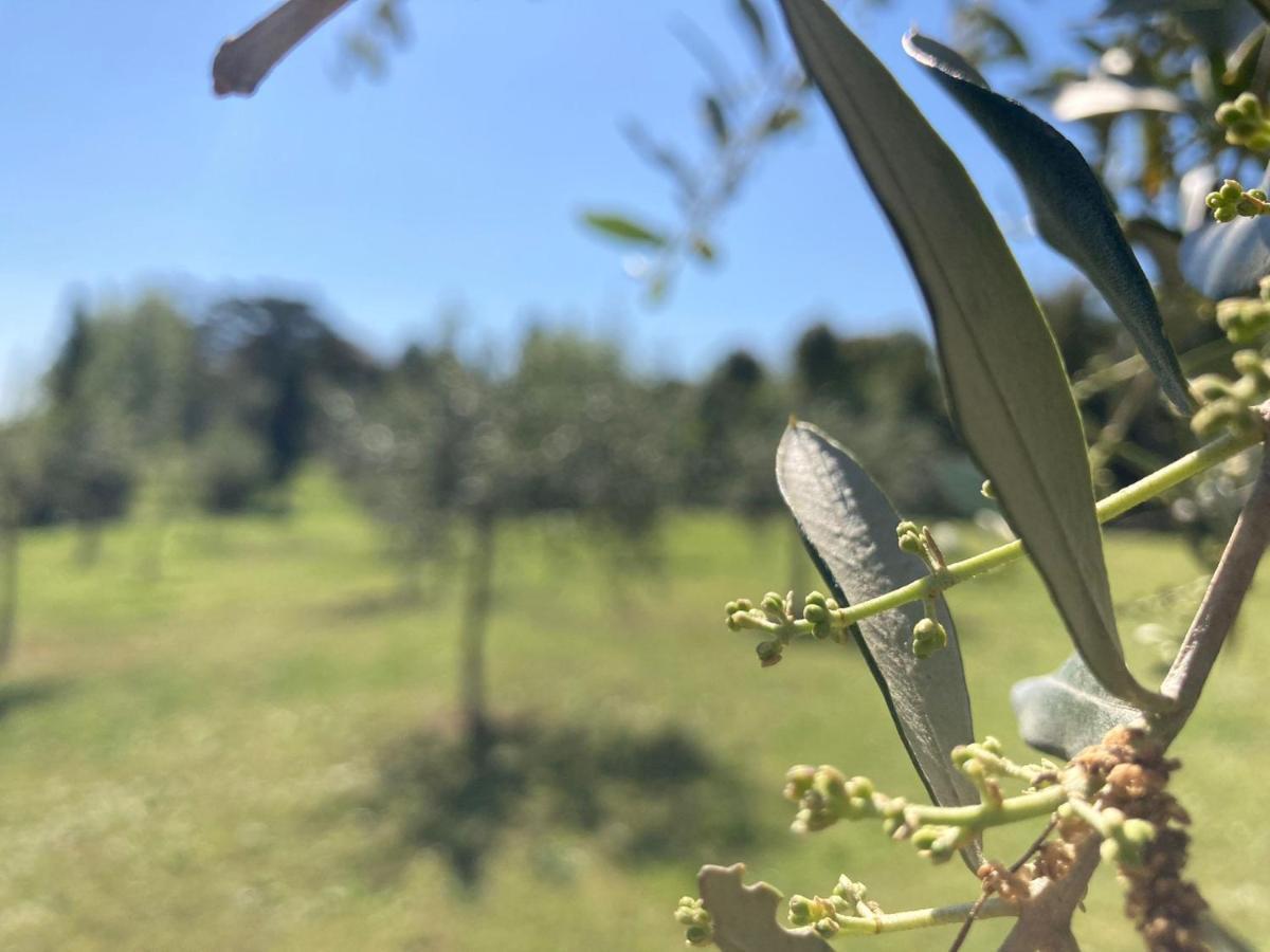Tenuta Poggio Alla Farnia Fauglia Extérieur photo
